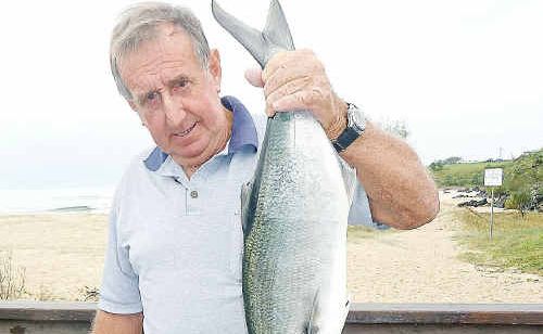 Les Hardy with his 2009 winning 3.56kg tailor. Les Hardy with his 2009 winning 3.56kg tailor.